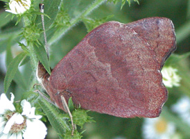 Common Buckeye